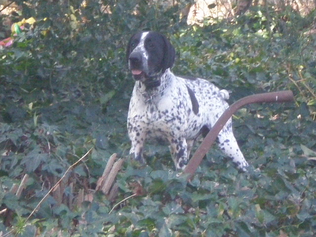 Draco des brumiers de Rigou